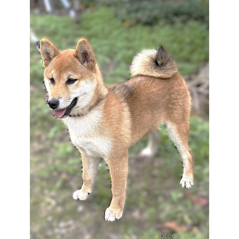 成約済の宮城県の柴犬-404336の2枚目